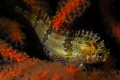   Little Gems Although so rare these Chinese Klipfish often spotted thanks their excellent camouflage. This juvenile was luckily singularly coloured sea fan. camouflage fan  